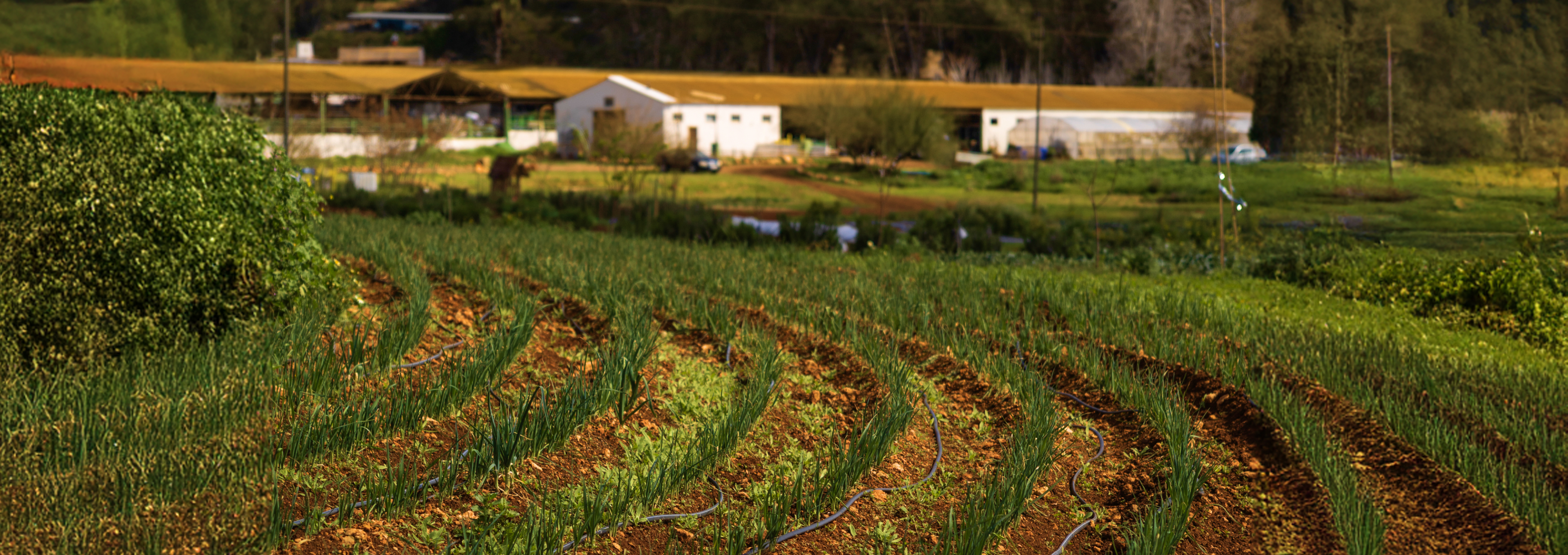 3616x1200_ELEKS Launches PATH2CC to Offer Companies High-Quality and Trustworthy Offsetting Credits, Generated by Small Farms in Europe