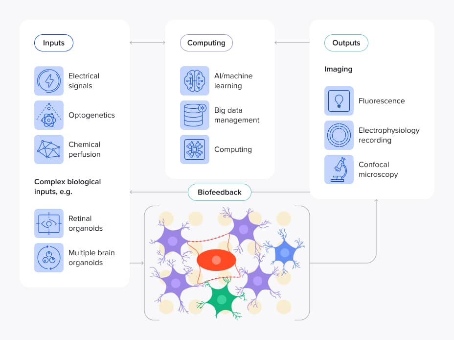 Organoid intelligence (OI) system