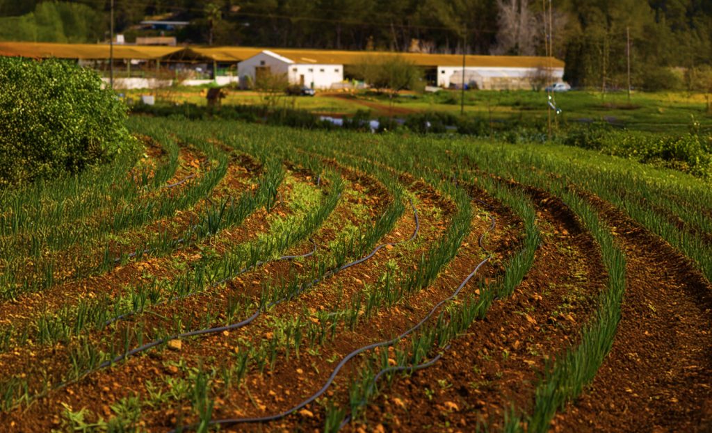 Blog cover_ELEKS Launches PATH2CC to Offer Companies High-Quality and Trustworthy Offsetting Credits, Generated by Small Farms in Europe